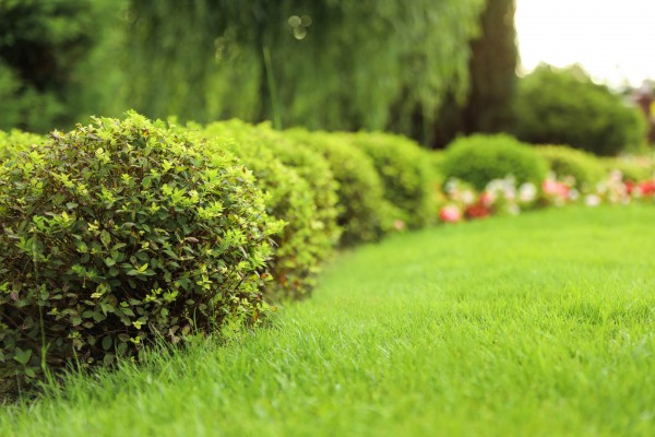 Jardinage à Bagneux