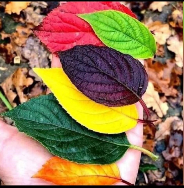 Feuilles à Bagneux