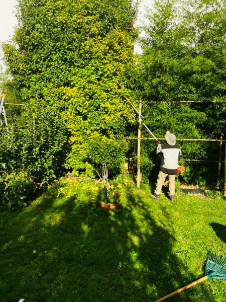 Taille d'un photinia à Bagneux