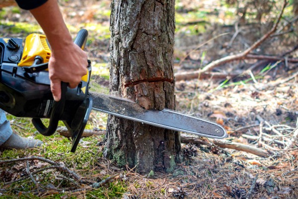 Élagage et abattage d'arbres à Bagneux